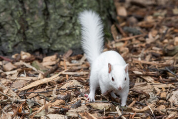 Albino Chipmunk Walking on the Floor