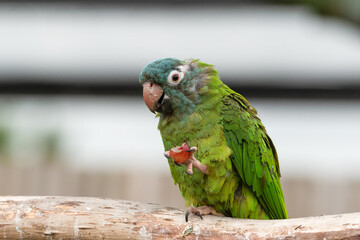 Blue Crowned Conure Feeding on Fruit