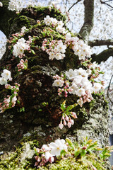 Cherry blossom tree in Seattle