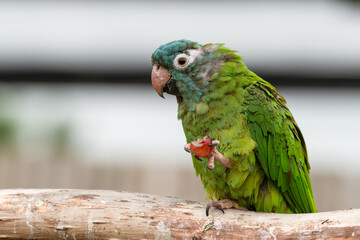 Blue Crowned Conure Feeding on Fruit