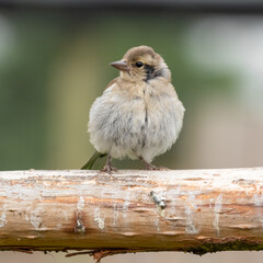 Tree Sparrow Perched on a Branch