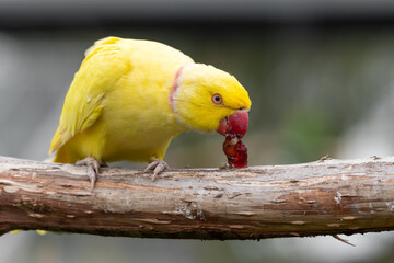 Yellow Rose Winged Parakeet Perched on a Branch