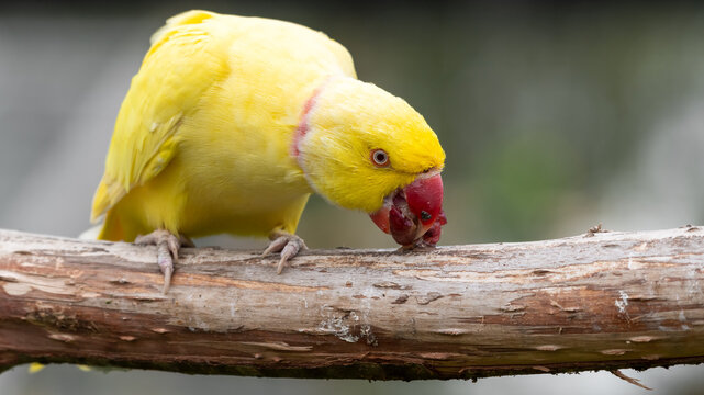 Yellow Rose Winged Parakeet Perched on a Branch