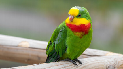 Superb Parrot Perched on a Railing