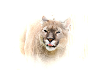 Fototapeta premium American Puma High Key Portrait
