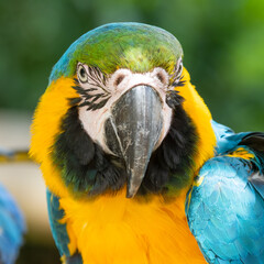 Blue and Gold Macaw Close Up