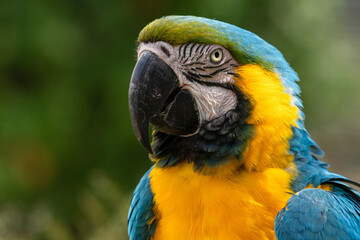 Blue and Gold Macaw Close Up