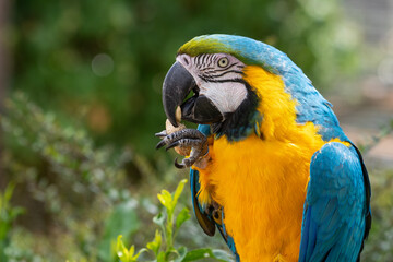Blue and Gold Macaw Close Up