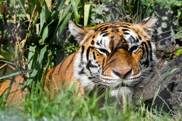 Bengal Tiger in Tall Grass