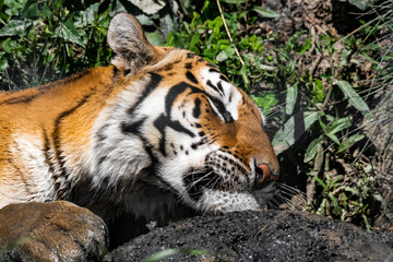 Bengal Tiger in Tall Grass