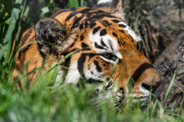 Bengal Tiger in Tall Grass