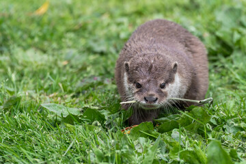 Smooth Coated Otter on Grass