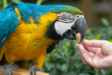Hand Feeding a Blue and Gold Macaw