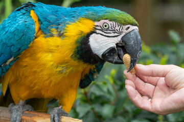Hand Feeding a Blue and Gold Macaw