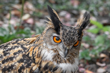 Eurasian Eagle Owl Close Up
