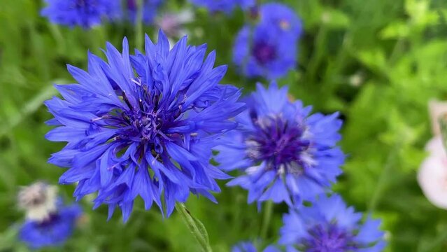 Beautiful blue cornflowers swaying in the wind on a summer day