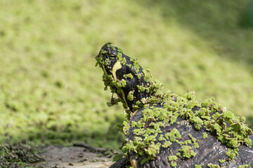 Cumberland Slider Covered in Tiny Green Algae
