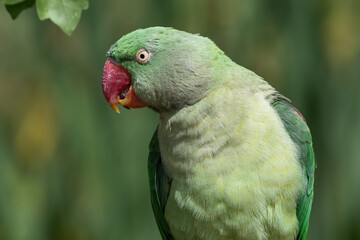 Green Rose Winged Parakeet Close Up Front View