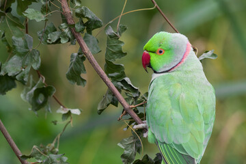 Green Rose Winged Parakeet Close Up Front View