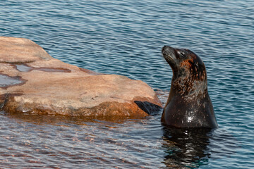 Californian Sea Lion Looking out of the Water