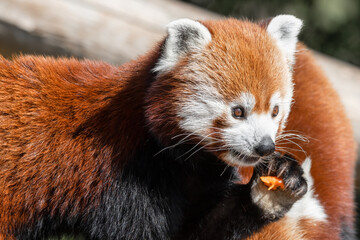 Red Panda Holding Food in its Claws 