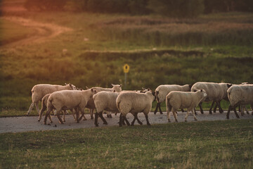 Naklejka na ściany i meble Sheep running over a dike in northern Germany in sunset . High quality photo