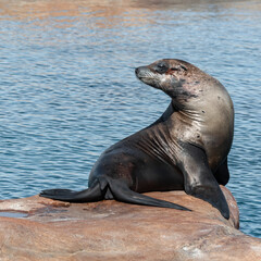 Obraz premium Californian Sea lion's Resting in Sunshine