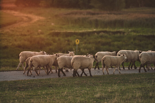 Sheep running over a dike in northern Germany in sunset . High quality photo