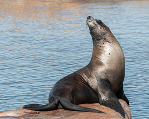 Californian Sea lion's Resting in Sunshine