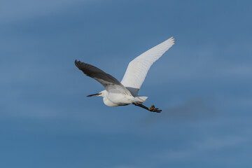 Little Egret in flight