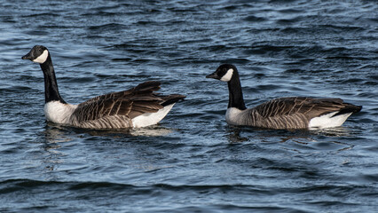 Canadian Geese on the water