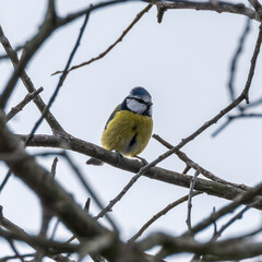 Fototapeta premium A Blue Tit Bird on a small branch