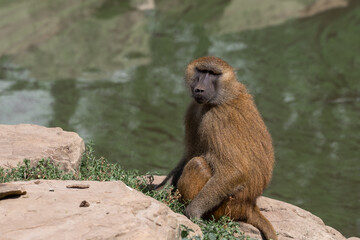 Baboon Sitting Near Water