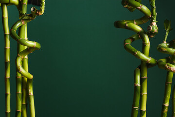Bamboo branches on green background