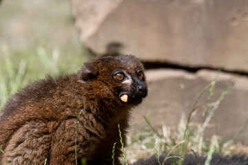 Red-bellied Lemur Holding food in its Mouth