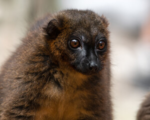 Red-bellied Lemur Close Up Front View