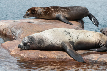 Californian Sea lion's Resting in Sunshine