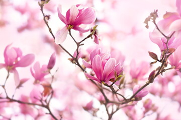 Fototapeta na wymiar Spring delicate magnolia blossom, springtime flowers bloom, pastel and soft pink floral card, selective focus, shallow DOF, toned