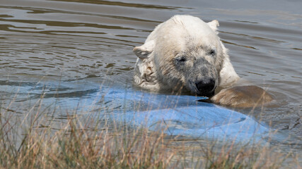 Polar Bear Playing in Water
