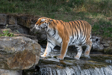 Fototapeta na wymiar Amur Tiger Standing on Top of a Small Waterfall