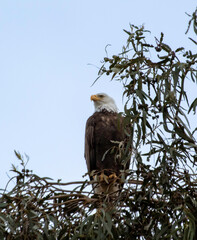 An American Bald Eagle roosting in county park tree