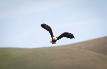 An American Bald Eagle in flight in the California Foothills