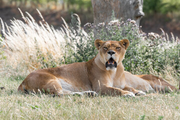 Female Lion Resting on the Ground