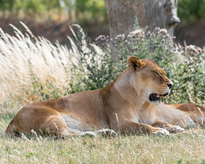 Female Lion Resting on the Ground