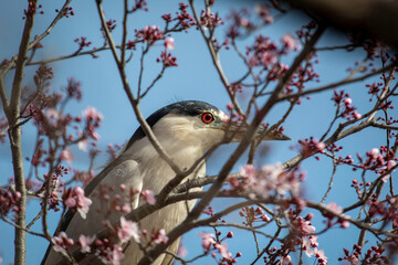 A Night Heron in a tree full of pink blossoms