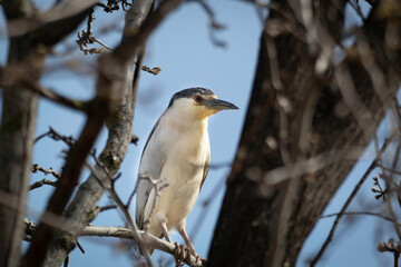 A Night Heron in a tree full of pink blossoms