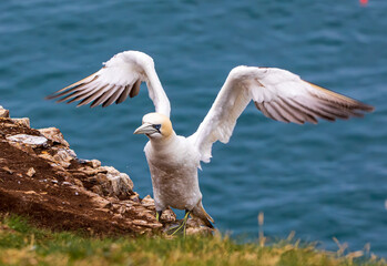 Great northern gannet landing on the cliff edge with wings outstretched 