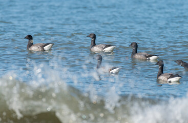 Dark-bellied brant geese Branta bernicla on French Atlantic coast with ocean waves in foreground