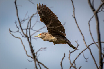 A night Heron in flight somewhere in California