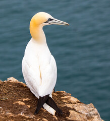 Great northern gannet on cliff